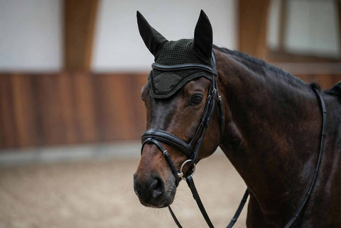 Fliegenhaube Albinea forest night